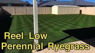 15mm 58 Perennial Ryegrass Reel Mower [upl. by Llenahc253]