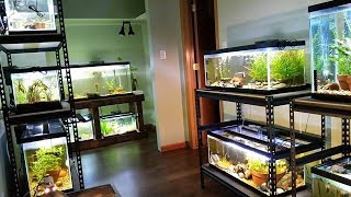 Fish Room Tour November Update Livebearers some rare goodeids amp Aquatic Plants So Much Life [upl. by Nosdrahcir57]