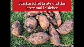 Süsskartoffel Ernte das letzte mal Mulchen [upl. by Eiduj632]