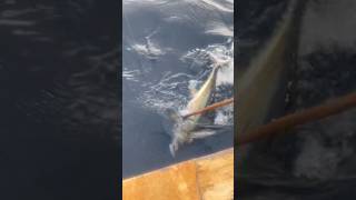 YELLOWFIN on POPPER ​⁠HighlinerSportfishing [upl. by Sandye]