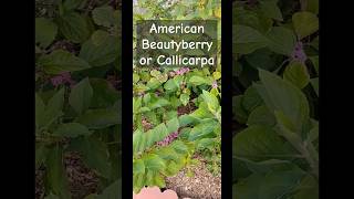 American Beauty Berry and Mystery Spider [upl. by Colin]