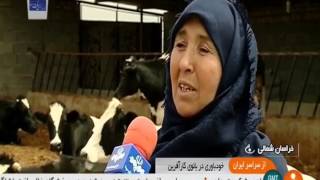 Iran Traditional Dairy farming North Khorasan province پرورش گاو شيرده خراسان شمالي ايران [upl. by Oigroig]