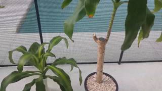 The secret to successfully propagating Dracaena Massangeana [upl. by Lean]