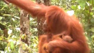 Steppes Discovery Borneo Orangutan Baby Feeding [upl. by Urion]