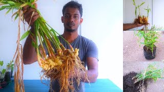 How to Grow amp Propagate Ginger at Home from rhizome ampRoot to harvest Full Update VideoGREEN PLANTS [upl. by Latsirk]