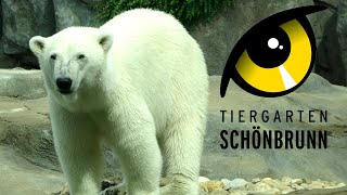 Schonbrunn Zoo Vienna Austria Tour amp Review with The Legend [upl. by Yeldoow561]