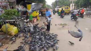 shirazi kabutar 🕊ke bache🐣🐣shortvideos pigeons virals [upl. by Aaronson168]