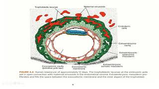 Embryology  Second week development [upl. by Granville]