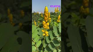 यह कौन सा फूल है  Best yellow flower 🌼 in 2025 flowers nature savetreessavelife [upl. by Hillel994]