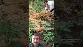 Mulching in chilli crops pepper agriculture farmer [upl. by Collum]