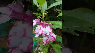 🤗Shiny balsam flowers collection of My garden youtubeshorts video [upl. by Etat]