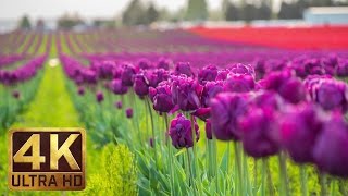 4K  Tulip Flowers  2 Hours Relaxation Video  Skagit Valley Tulip Festival in WA State  Episode 1 [upl. by Matthew]