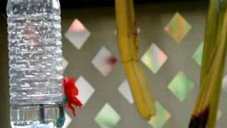 Sunbird at DIY Nectar Feeder [upl. by Maurita707]