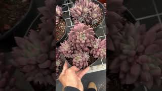 Pachyphytum Solomon Succulent echeveria garden plants shots [upl. by Lagiba]