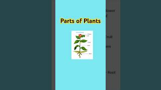 Parts of plantsfacts shortvideo [upl. by Krisha]