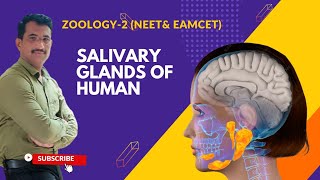 SALIVARY GLANDS OF HUMAN BEINGS [upl. by Quintin]