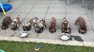 Aussiedor Puppies  Labrador x Aussie  Breakfast amp Playtime [upl. by Latsyrk]