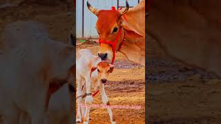 gircrosscow  girlando gircrosscowmilking अरावलीडेयरीफार्म gircrossajmer 9414745465 [upl. by Lessig]