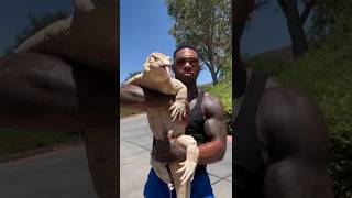 Komodo dragon  monitor lizard vs man pets viralshort [upl. by Barbaraanne920]