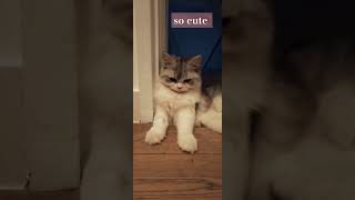 so cute marshmallow cuteanimal viralvideo cat ytshorts [upl. by Fayette]