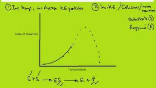 29 Effect of Temperature on the rate of reaction [upl. by Goldina779]