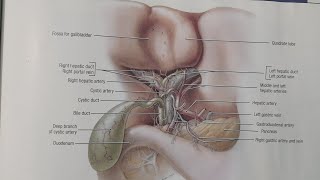 Anatomy of Gallbladder  stomach stone [upl. by Acinorav]