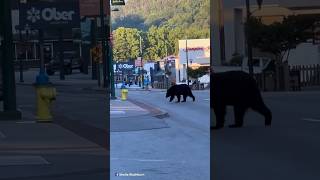 Gatlinburg Bear Walking Through Downtown This Morning gatlinburg [upl. by Gerson]