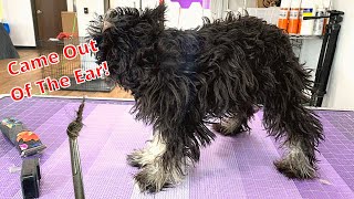 SEVERELY Matted Schnauzer Puppy [upl. by Purington]