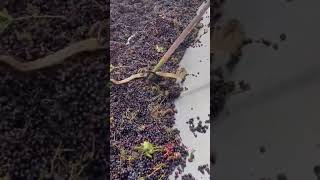 Snake got struck in grape juice making machine N4vision [upl. by Cha534]