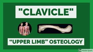 Clavicle  Osteology of Upper Limb  Clavicle Bone Anatomy  Anatomy Lectures [upl. by Atlante]