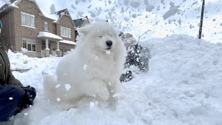 My dog cant contain her excitement every time she sees snow [upl. by Townie]