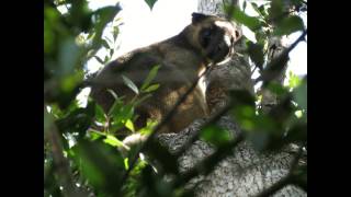 Rare Lumholtzs Tree Kangaroo In The Wild Atherton Tablelands Qld Australia [upl. by Nariko]