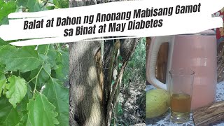 Balat at Dahon ng Anonang Mabisang Gamot sa Binat at May Diabetes [upl. by Aihsoem]