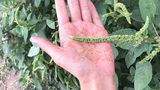 Identifying and Foraging Amaranth [upl. by Stephanus956]