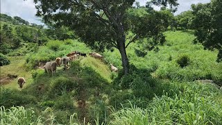 CAMBIANDO EL GANADO DE POTRERO 🐄🐂🐃🇲🇽 [upl. by Gemina]