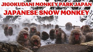 Japanese Snow Monkey Hot Spring Experience  Nagano ★ ONLY in JAPAN [upl. by Essilevi]