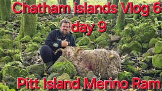 Chatham islands vlog 6 day 9 Pitt Island Merino Ram hunt [upl. by Nana]