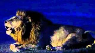 lion roaring loud HD [upl. by Woodhead]