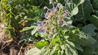 Fall Gardening Tips Grow Borage for AMAZING Results [upl. by Gut520]