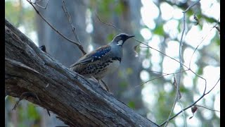 The elusive Spotted Quailthrush [upl. by Keen]