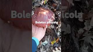 Pinicola boletus 2 porcinofungimushroomboletus [upl. by Nataline]