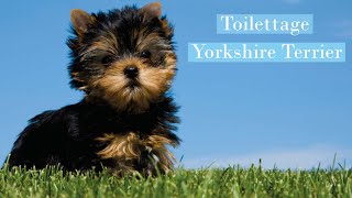 TOILETTAGE YORKSHIRE TERRIER by Biogance [upl. by Slorac442]