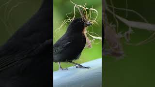 Nest building Lesser Antillean Bullfinch bird nest bullfinch antillean building nature HA19286 [upl. by Rede]