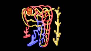 Fisiología de los riñones  Fisiología renal resumen [upl. by Enwahs966]