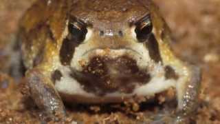 Bushveld Rain Frog feeding [upl. by Ahsela]