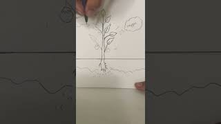 Part two photosynthesis process drawing [upl. by Wilscam]