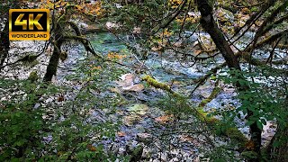 Relaxing Nature Sounds of Forest Stream  White Noise for Relaxation Canada [upl. by Euqinwahs]