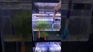 Breeding HUNDREDS of Celestial Pearl Danios Here’s an update on my 2nd batch celestialpearldanio [upl. by Getraer]