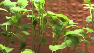 Fastgrowing Brassica plant time lapse [upl. by Vacuva]