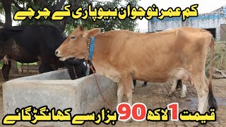 ابوزر سیالکوٹ 4 خوبصورت گائے 1 بھینس دستیاب 13 نومبر 2024 Farming and Business Ideas [upl. by Abramson68]